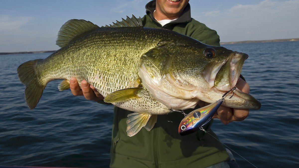 Alabama: Best Fishing Lakes – Lake Guntersville, Pickwick Lake